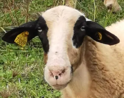 Animaux dans la maison d'hôtes ou à proximité