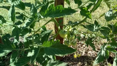 Jardin de l'établissement Gîte L'Oustalou