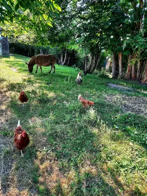 Animaux dans la maison de vacances ou à proximité