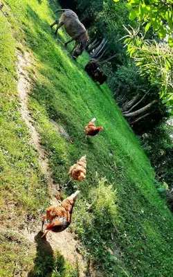 Animaux dans la maison de vacances ou à proximité