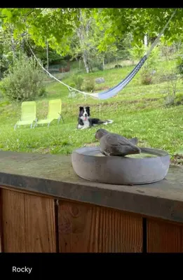 Animal ou animaux domestique(s) séjournant avec des clients dans l'établissement Appartement Le feron