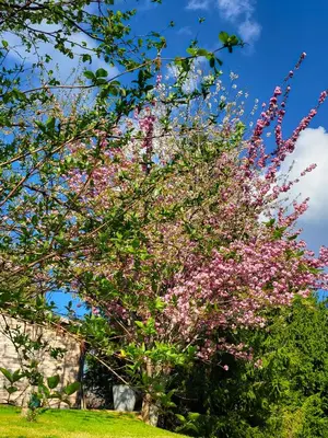 Jardin de l'établissement Les Causeries du Monde