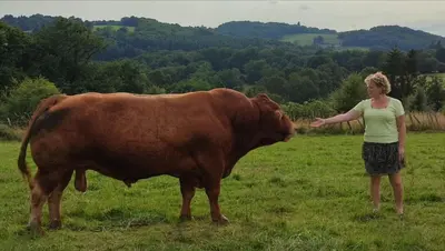 Animaux dans l'appartement ou à proximité