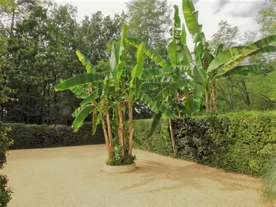 Jardin de l'établissement Gite les Pyracantas - lesgitesdeshautsdevialot en perigord