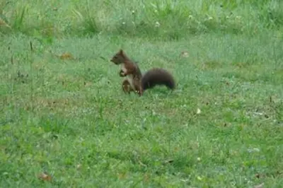Animaux dans la maison de vacances ou à proximité
