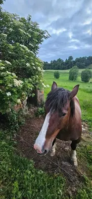 Animaux dans le B&B/chambre d'hôtes ou à proximité