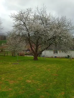 Jardin de l'établissement Cherry Blossom House