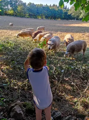 Animaux dans la maison de vacances ou à proximité