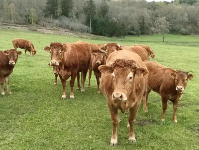 Animaux dans la maison de vacances ou à proximité