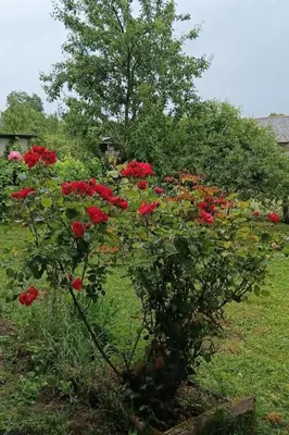 Jardin de l'établissement Gîte Chez Mélanie et Léon Séjour nature et animau