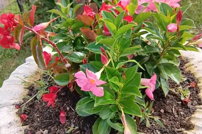 Jardin de l'établissement Gîte Chez Mélanie et Léon Séjour nature et animau