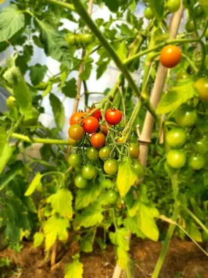Jardin de l'établissement Etape à la campagne