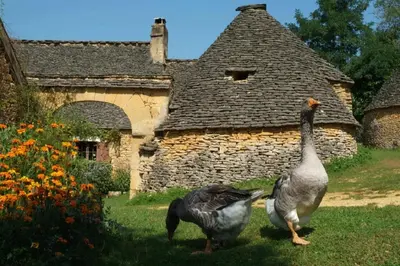 Animaux dans la villa ou à proximité