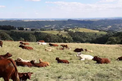 Animaux dans la maison de vacances ou à proximité
