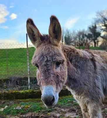 Animaux dans le B&B/chambre d'hôtes ou à proximité