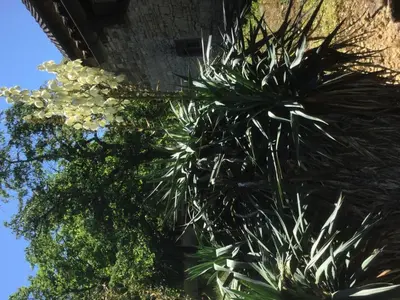 Jardin de l'établissement Gîte de France à Saillac 2 épis - Gîte de France 2 personnes MAE-6334
