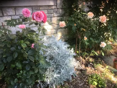 Jardin de l'établissement Gîte de France à Saillac 2 épis - Gîte de France 4 personnes MAE-6384