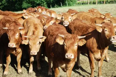Animaux dans l'appartement ou à proximité
