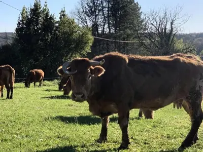 Animaux dans l'appartement ou à proximité