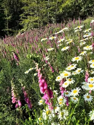 Jardin de l'établissement Gîte de France à Saint-Yrieix-le-Déjalat 3 épis - Gîte de France 4 personnes MAE-9234