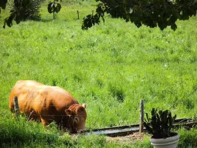 Animaux dans l'appartement ou à proximité