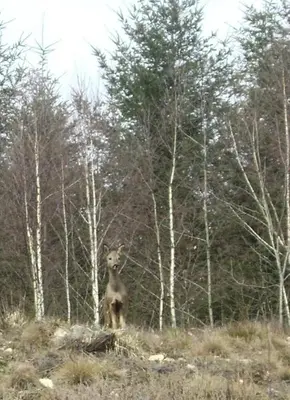 Animaux dans l'appartement ou à proximité