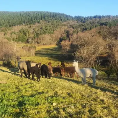 Gîte de France Des alpagas 2 épis - Gîte de France 6 personnes MAE-9784