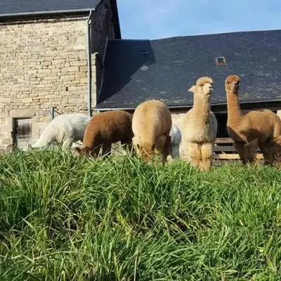 Gîte de France Des alpagas 2 épis - Gîte de France 12 personnes MAE-9944