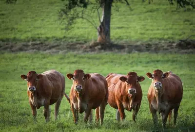 Animaux dans la maison de vacances ou à proximité
