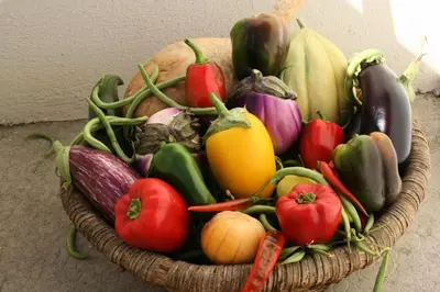 Nourriture dans l'appartement ou à proximité