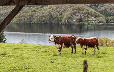Animaux dans la maison de vacances ou à proximité