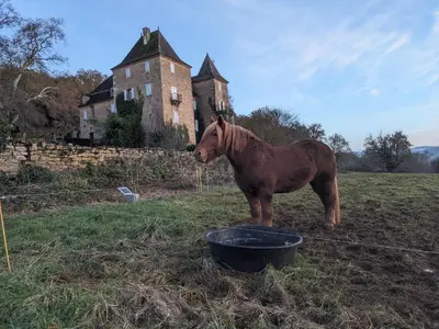 Animaux dans l'appartement ou à proximité
