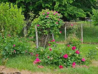 Jardin de l'établissement Maison périgourdine au calme