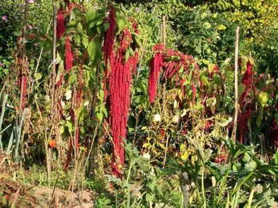 Jardin de l'établissement Gîte de France Gite de chouvert 