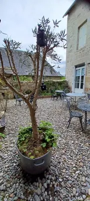 Jardin de l'établissement Logis La P'tite Futée