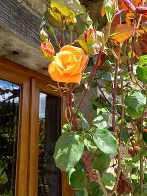 Jardin de l'établissement Petite maison avec piscine