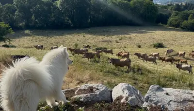 Animaux dans la maison de vacances ou à proximité