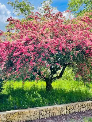 Jardin de l'établissement La Ferme d'Antan - Thalamy