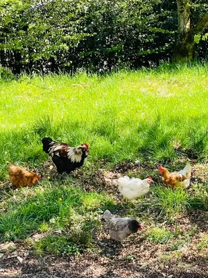 Animaux dans la maison de vacances ou à proximité