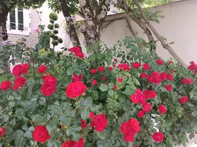 Jardin de l'établissement La Villa Bénédictins avec piscine