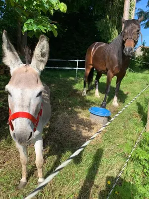 Animaux dans le B&B/chambre d'hôtes ou à proximité