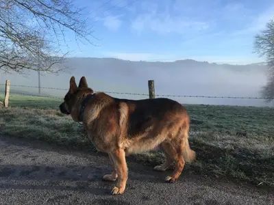 Animal ou animaux domestique(s) séjournant avec des clients dans l'établissement Lavande