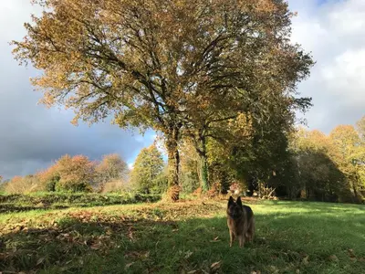 Animaux dans le B&B/chambre d'hôtes ou à proximité