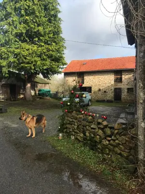 Animal ou animaux domestique(s) séjournant avec des clients dans l'établissement Lavande