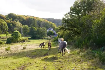 Animaux dans la maison d'hôtes ou à proximité