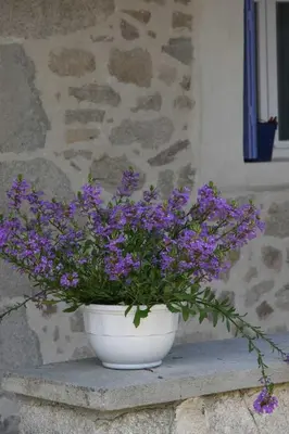 Jardin de l'établissement Maison familiale