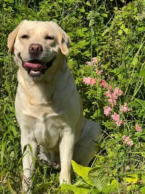 Animal ou animaux domestique(s) séjournant avec des clients dans l'établissement Au calme