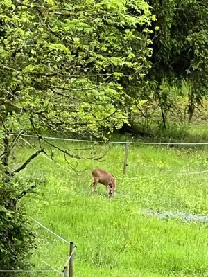 Animaux dans le séjour chez l'habitant ou à proximité