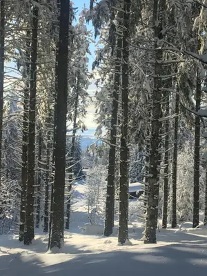 L'établissement Le Joy - Murat le Quaire - 5 pers en hiver