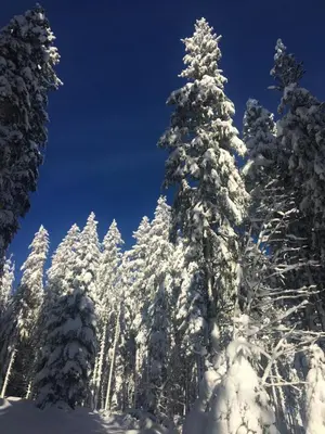 L'établissement Le Joy - Murat le Quaire - 5 pers en hiver
